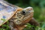 South Vietnam box turtle