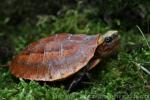 Chinese three-striped box turtle