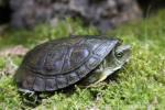 Zhou's box turtle