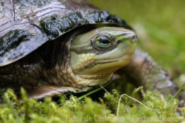 Zhou's box turtle