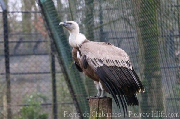 Eurasian griffon