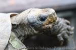 Arakan forest turtle