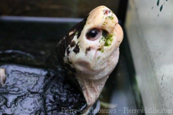 Sulawesi forest turtle