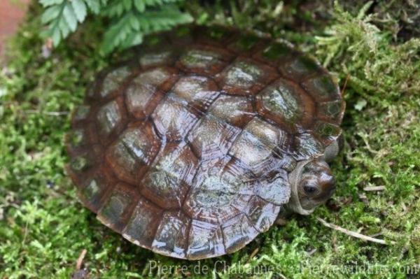 Sulawesi forest turtle