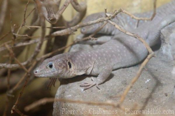 Jayakar's Oman lizard