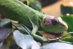 Peruvian bush anole