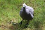 Cape Barren goose