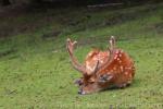 Vietnamese sika deer