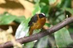 Snowy-crowned robin-chat