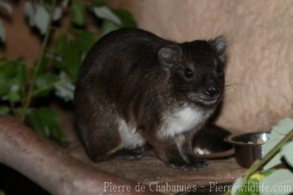 Southern tree hyrax