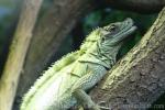 Weber's sailfin lizard