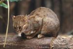 Rusty-spotted cat