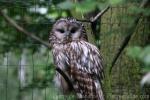 Ural owl