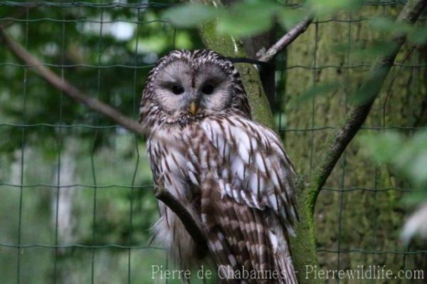 Ural owl