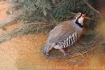 Rock partridge