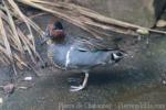 Green-winged teal