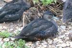 American black duck