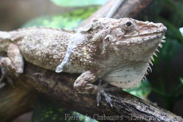 Oriente bearded anole