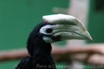 Palawan hornbill