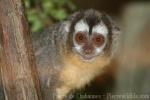 Bolivian night monkey