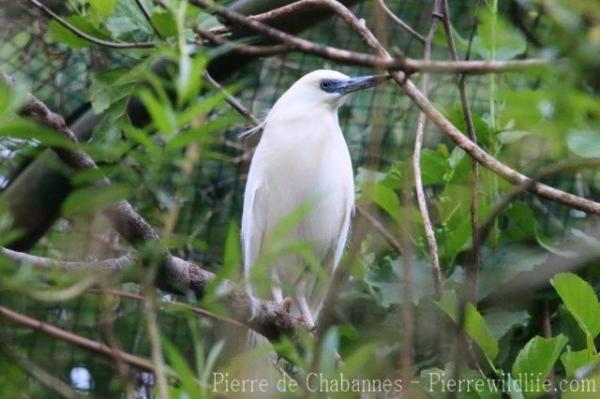 Madagascar pond-heron