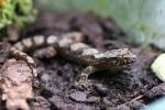 Robust Bavayia gecko