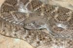 Western diamondback rattlesnake