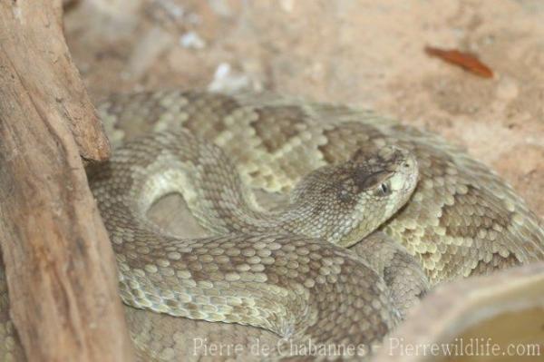 Mojave rattlesnake