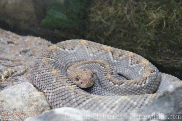 Aruba island rattlesnake