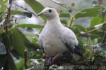 White imperial-pigeon