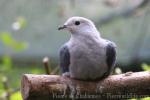 Pink-headed imperial-pigeon