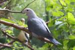 Pink-headed imperial-pigeon