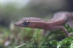 Madagascar clawless gecko