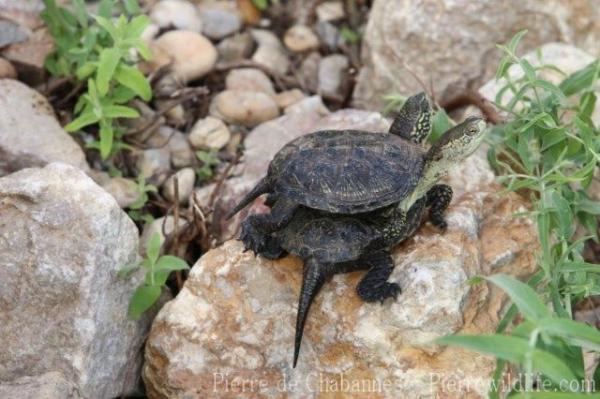 European pond turtle