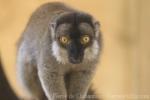 Brown lemur