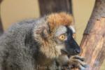 Red-fronted brown lemur