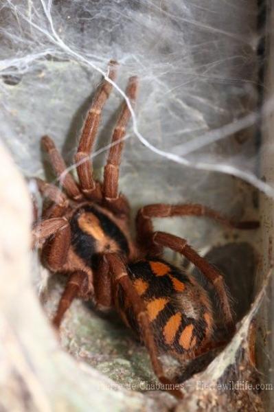 Pumpkin patch tarantula