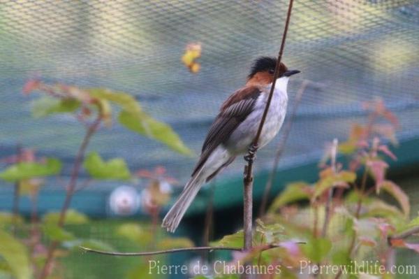 Chestnut bulbul