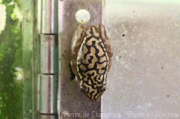 Whitebelly reed frog