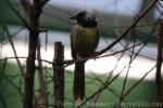 Oriole warbler