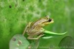 Treasury island tree frog