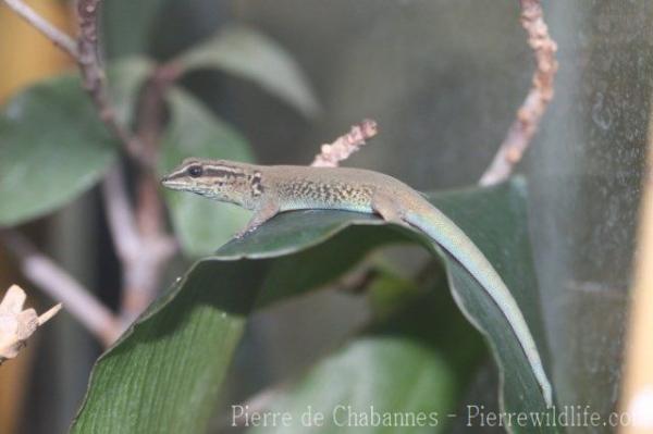 Madagascar dwarf gecko