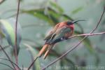 Red-throated bee-eater