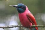 Carmine bee-eater