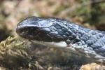 Siamese spitting cobra