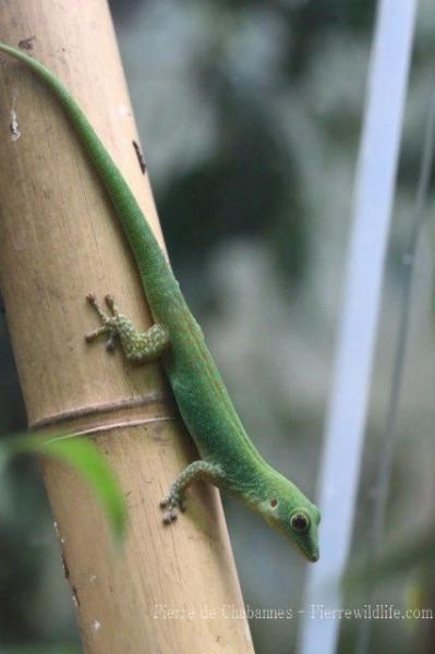 Comoros day gecko