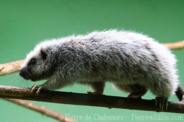 Northern Luzon giant cloud rat