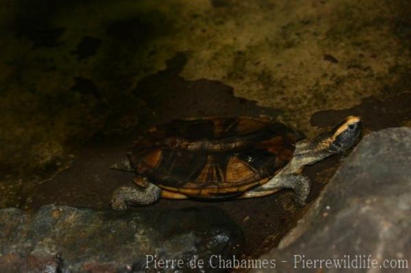 Twist-necked turtle