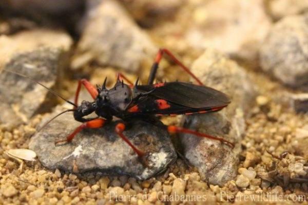 Horrid king assassin-bug