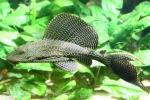 Amazon sailfin pleco